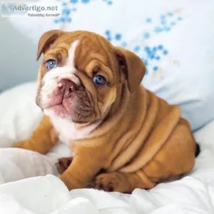 Healthy English  Bulldog Puppies