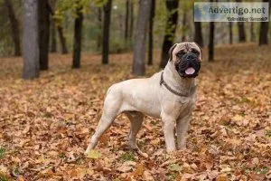 Bullmastiff puppies for sale