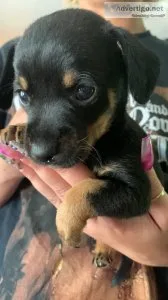 MinpinSchnauzer mix