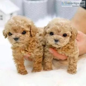 Smart Miniature Maltipoo Puppies