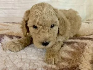 Miniature Poodle Puppies