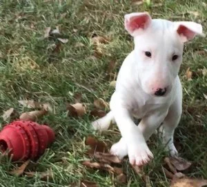 AKC Registered Bull Terrier Puppies for sale.