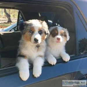 Miniature Australian Shepherds puppies