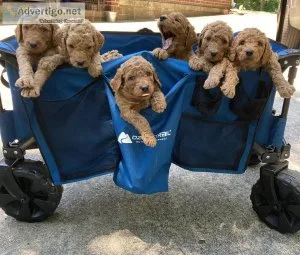 Goldendoodle Pups