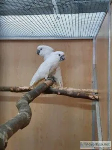 Umbrella cockatoo parrot for good home