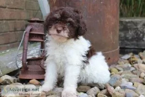 Diamond mini poodle