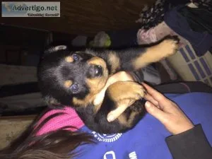 AKC rottwieler pups