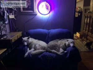wonderful wolfdogs