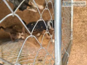 Wolf Puppies for sale