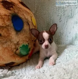 Coco Chihuahua