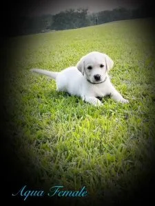 AKC Registered Labrador Retrievers