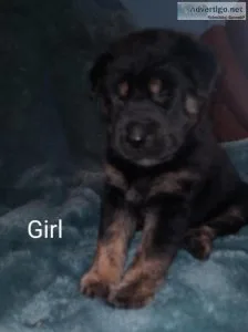 Chow Chow Shepherd mix puppies