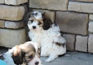 Cavachon puppies searching for new homes now