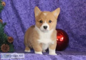 Pembroke Welsh Corgi Puppies