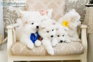 SAMOYED PUPPIES AVAILABLE
