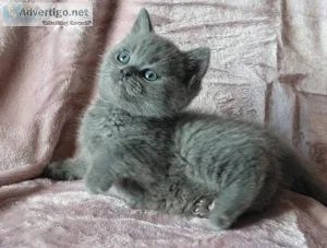 British Shorthair kittens