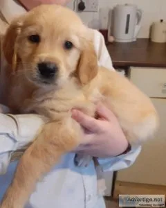 Golden Retriever puppies for sale