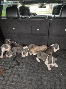 Beautiful BlueWhite Pit Bull Puppies