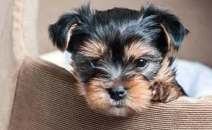 Akc 3 teacup yorkie pups