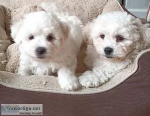 Pure Bichon Frise puppies
