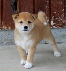 AKC SHIBA INU PUPPIES AVAILABLE