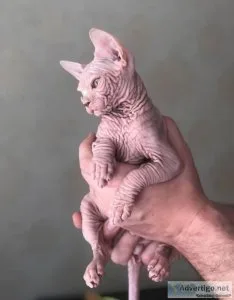 Sphynx kitten