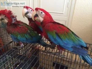 Super friendly Tamed Green Wing Macaw