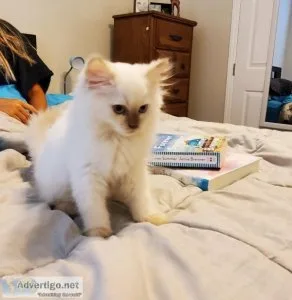 Ragdoll kittens