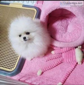 Cute and Charming Pomeranian Puppies.