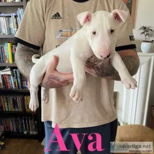 Ava Mini Bull Terrier Puppy