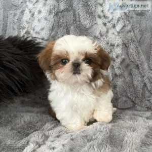 Shih Tzu Puppies For Sale