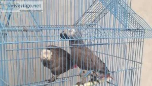 100 percent hand tamed African Grey Congos