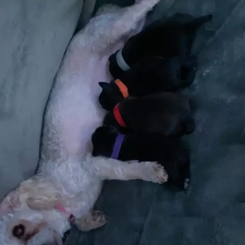 Yorkipoo