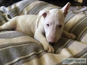 Rophina Mini Bull Terrier Puppy