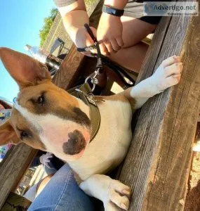 English bull terrier puppy 4 months