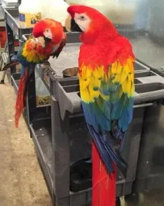 Beautiful Scarlet Macaws currently available