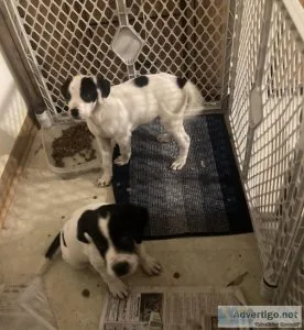 Saint Bernard German shorthaired pointer