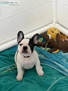 French Bulldogs