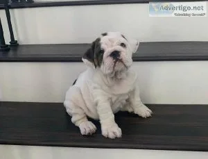 dzdv English Bulldog Puppies