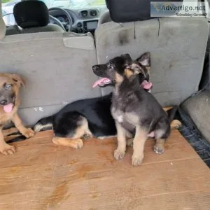 German shepherd puppies