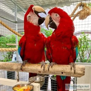 Well Tamed and super friendly Green Wings Macaws
