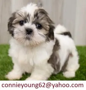 Dyke067W adorable Shih Tzu