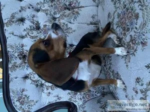 Adorable female Beagle 2 years old