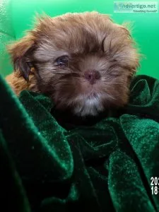 Imperial Shihtzu Puppy Lavender Lines