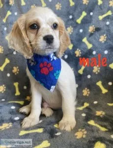 cockapoo puppies