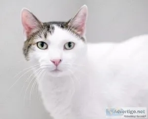 Any weeks kitten avay