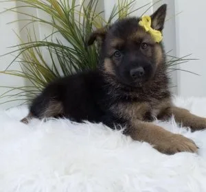 6 weeks old German Shepherd