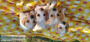 AKC registered mini dachshund puppies