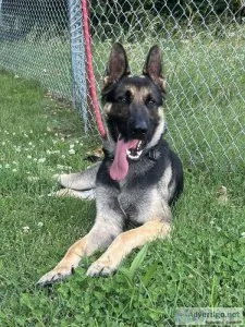 1 year old German shepherd