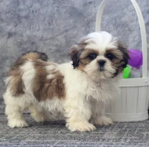 Celine Female Shih Tzu Puppy